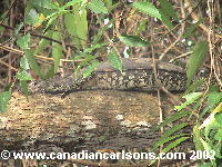 Water Monitor