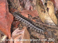 Tractor Millipede