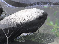 Harriett at Australia Zoo