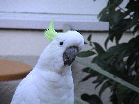 Cockatoo