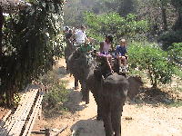 Elephant ride