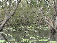 Kakadu