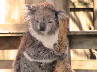 Phillip Island Koala