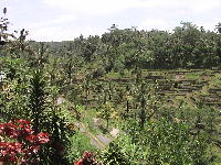 Rice fields in Bali